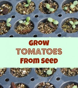 How to Grow Tomatoes from Seed