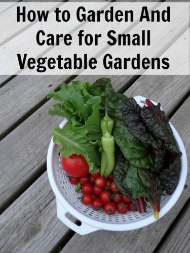 How to Garden And Care for Small Vegetable Gardens