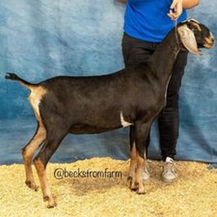 Black and creme Nubian Goat standing with long ears